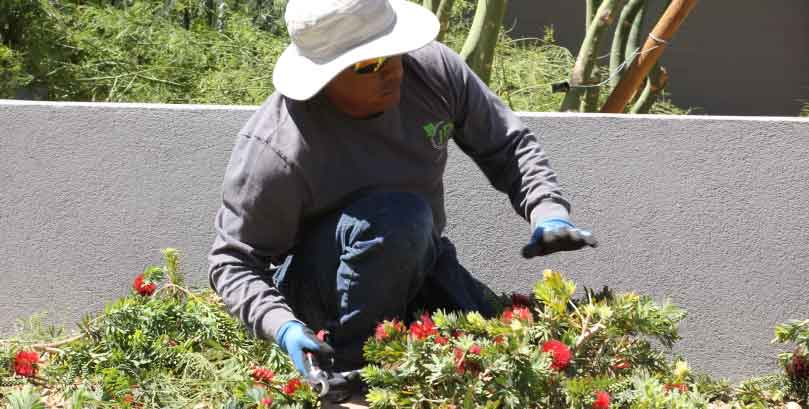 Juan-Perez-Lawn-Service